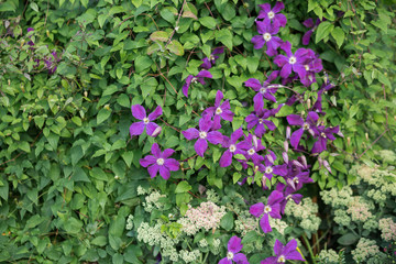 Eremophila nivea purple flowers blossom