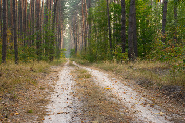 Empty earth road to evening pine forest