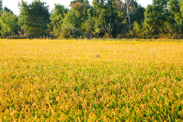 Obraz premium Paddy field