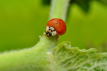 Zehnpunkt ohne Punkte