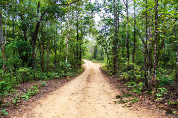 Tropical dense forest