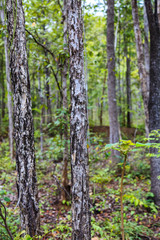 Tropical dense forest