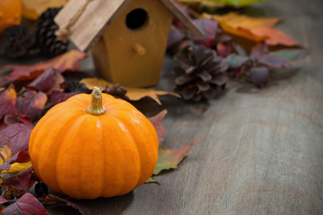 composition of the seasonal pumpkin and autumn leaves 