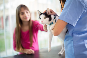 Cat with girl in vet clinic