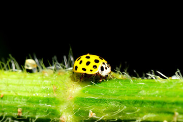 Vierzehnpunktiger Marienkäfer