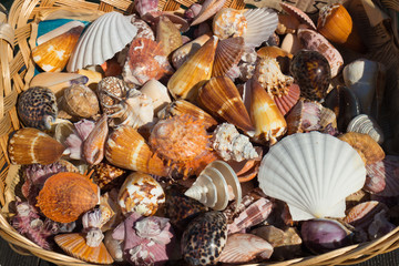 shells for sale