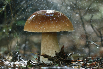 boletus edulis in the forest