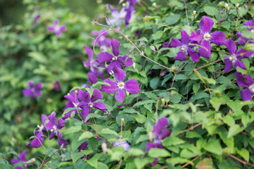 Eremophila nivea purple flowers blossom