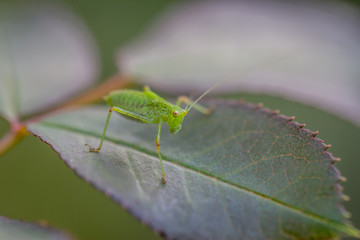 Sauterelle cymbalière ou sauterelle verte sur Rosier