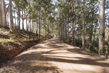 Fototapeta na wymiar STRAIGHT DIRT ROAD BETWEEM TREES WITH A CANOPE FOR SHADE