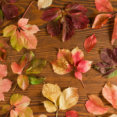leaves of thicket creeper over wood background 