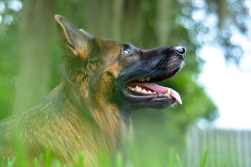 Long haired german shepherd dog
