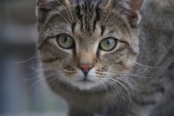 Graue Katze mit intensivem Blick