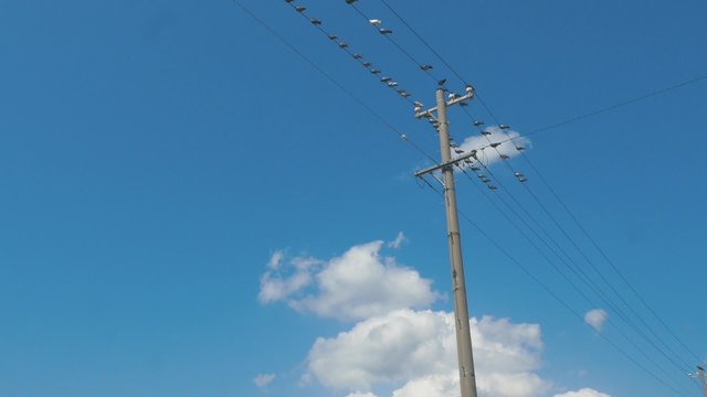 電線に留まる鳩