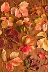 leaves of thicket creeper over wood background  