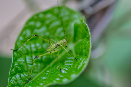 Sauterelle cymbali&egrave;re ou sauterelle verte sur Ipom&eacute;e