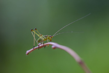 Sauterelle cymbalière ou sauterelle verte sur une branche sèche