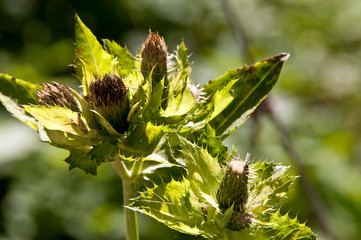 Distel
