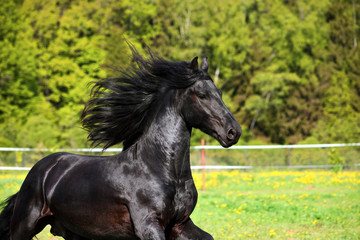 Fototapeta na wymiar Friesian black horse with long mane in autumn background 