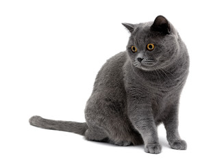 gray cat with yellow eyes isolated on a white background
