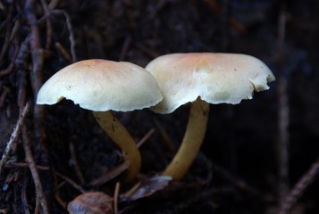 Champignons