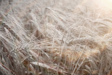 spikelets of wheat in a field texture agriculture
