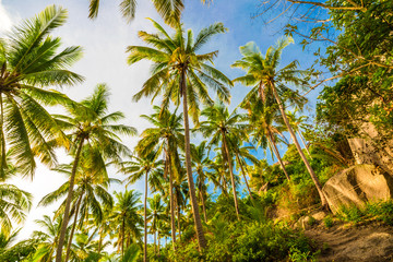 Fototapeta premium Beautiful beach with coconut palm tree