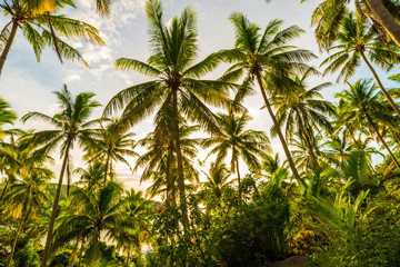 Obraz premium Beautiful beach with coconut palm tree