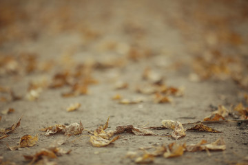 texture fallen yellow leaves