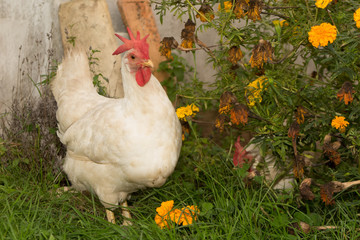 Free range white chicken on a lawn pecking the ground