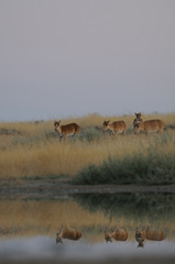 Fototapeta na wymiar Wild Saiga antelopes in steppe near watering pond