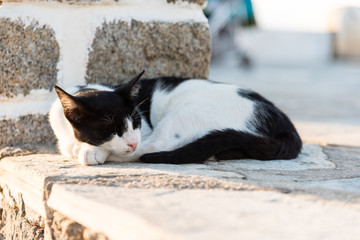 black and white cat napping