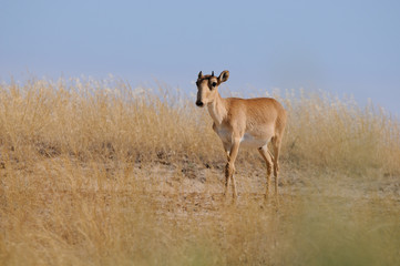Wild young male Saiga antelope in Kalmykia steppe