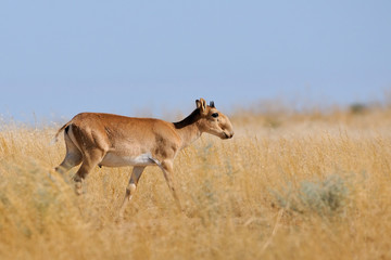 Naklejka na ściany i meble Wild young male Saiga antelope in Kalmykia steppe