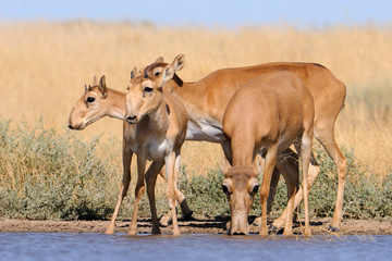 Fototapeta premium Wild Saiga antelopes in steppe near watering pond