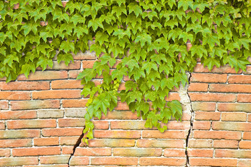 Cracked brick wall with climbing ivy - image with copy space