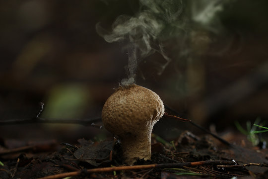 Puffball fungus spores reproduction smoke mushroom