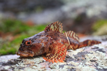 scorpion fish