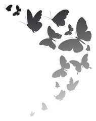 butterflies design