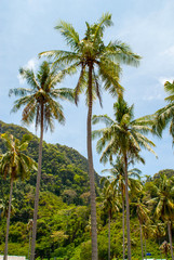 Naklejka premium Palm trees crowns