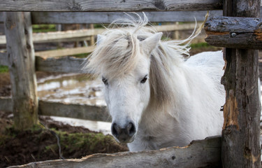 white pony outdoor 