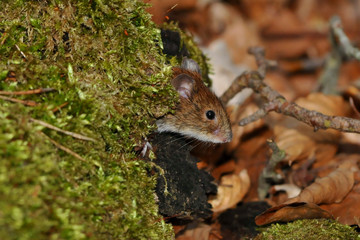 Kleines Mäuschen im Baumstamm