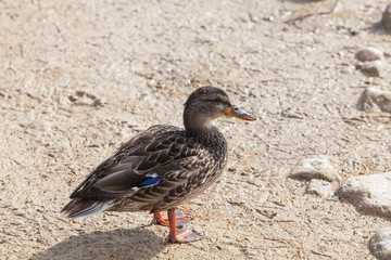 Naklejka na ściany i meble Duck on a black lake Durmitor National Park