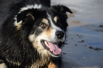 Image of a black and white sheep dog with an open mouth, playing on the beach 