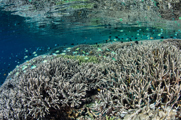 Pacific Coral Reef in Shallow Water