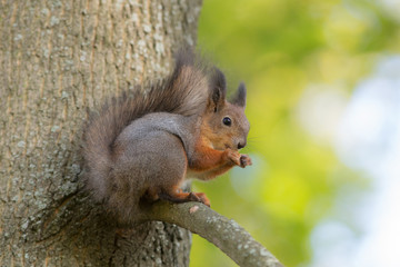squirrel