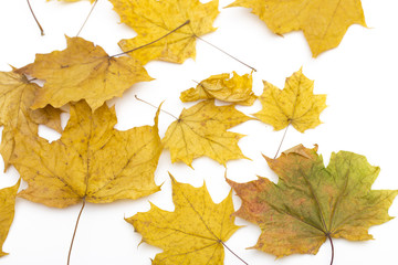 maple leaf on the white background