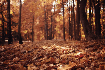 background trees in the forest