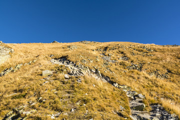 Grass in autumn colors