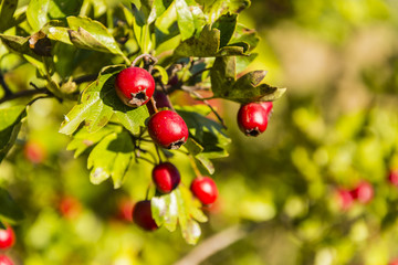 Ripe red fruit of hawthorn